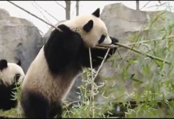 大熊猫的视频,大熊猫的温馨日常